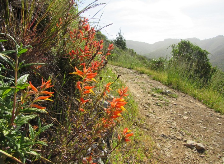 Santa Cruz Mountains